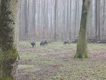 Tierpark Oberwald in Karlsruhe