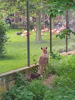 Zoologischer Garten in Köln