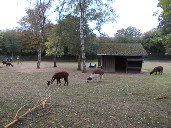 Tierpark am Blättelbornweiher in Merzig