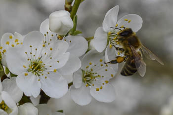 Bienen Lehr- und Schaugarten in Ahrensburg