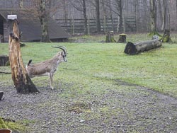 Tierpark Oberwald in Karlsruhe