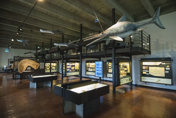 Juramuseum in Eichstätt