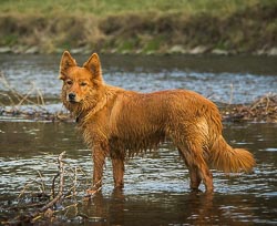 Hundestrände am Diemelsee