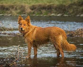 Hundestrände am Diemelsee Hessen