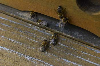 Bienenlehrpfad in Egelsbach