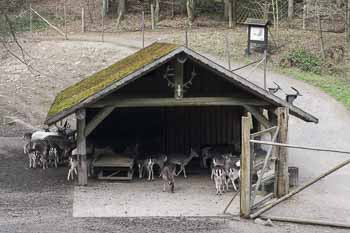 Wildpark Brudergrund bei Erbach im Odenwald Hessen