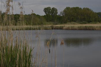 Reinheimer Teich