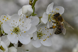 Bienen Lehr- und Schaugarten in Ahrensburg