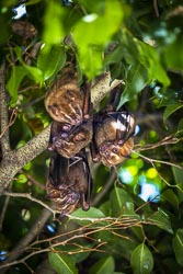 Noctalis - Welt der Fledermäuse in Bad Segeberg